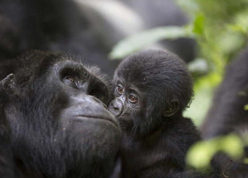 Gorilla Trekking - Arcadia Safaria - Rwanda