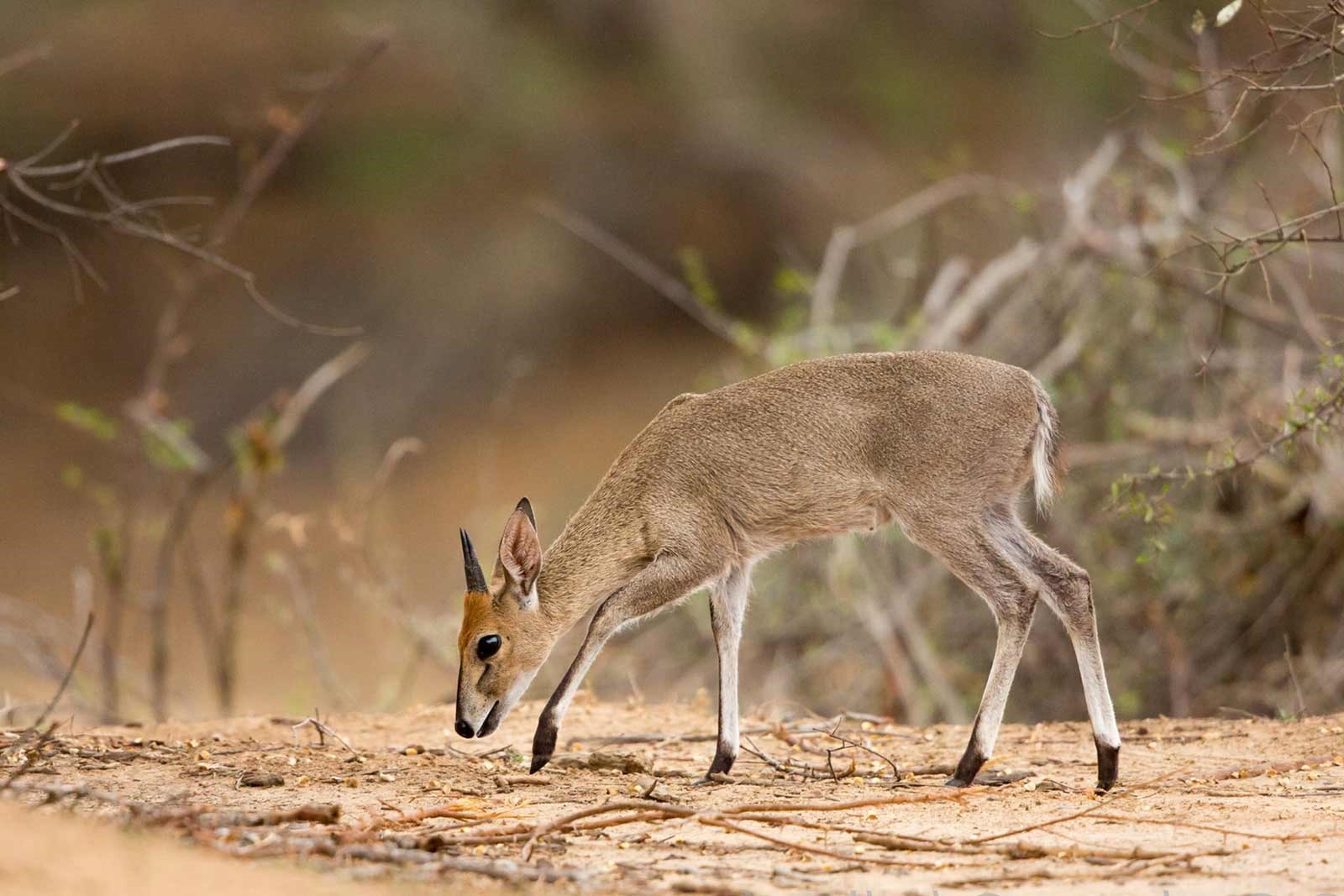 Duikers in Uganda - Arcadia Safaris