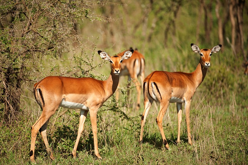 Impalas in Uganda - Arcadia Safaris