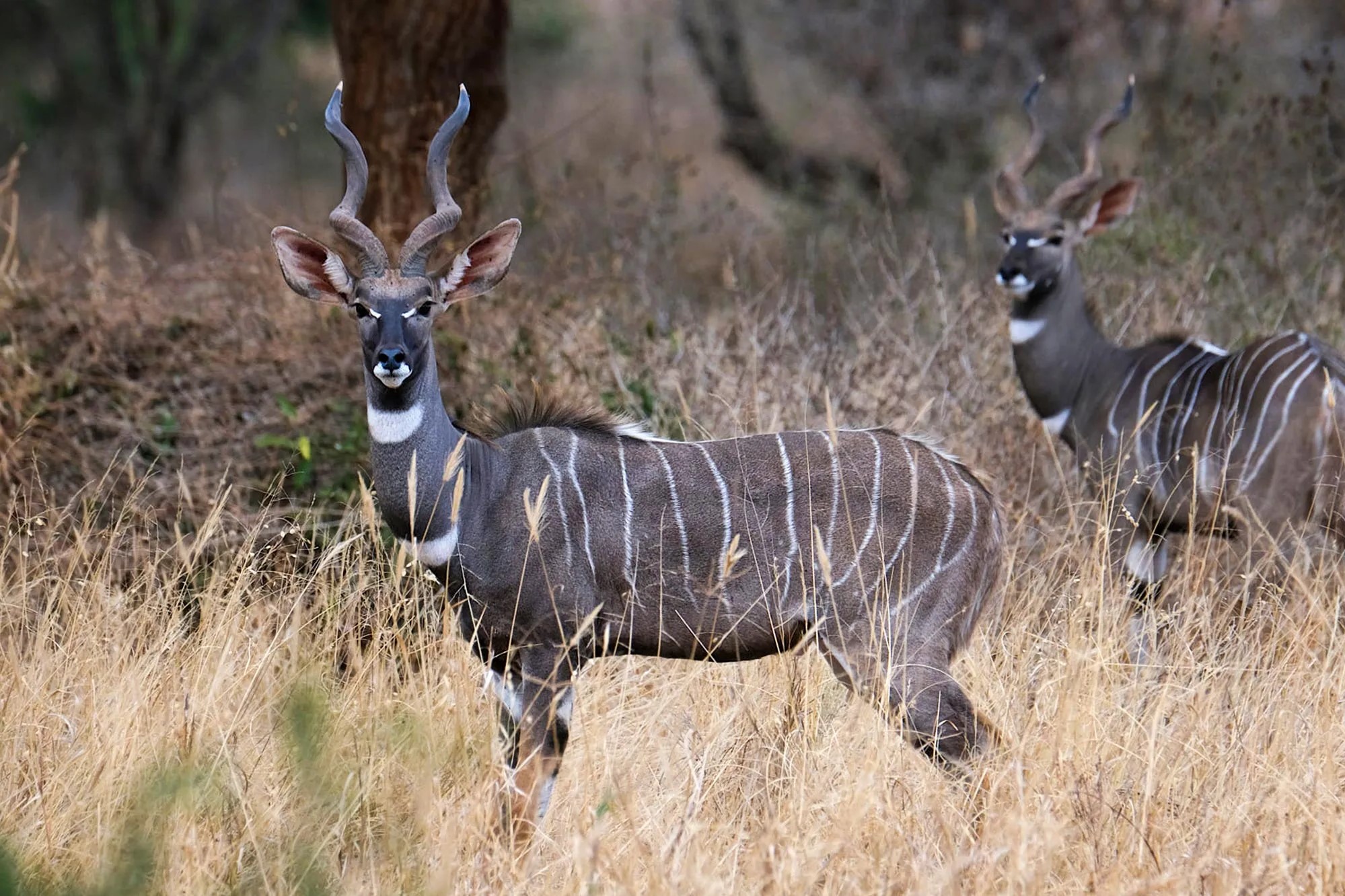 Lesser Kudu (Tragelaphus imberbis) in Uganda - Arcadia Safaris