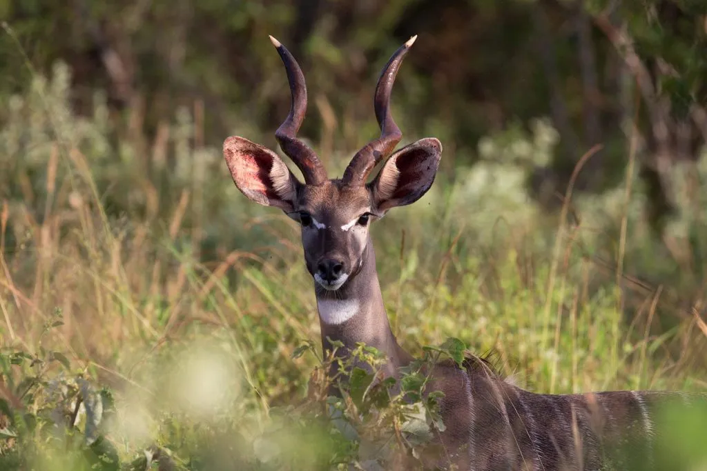 Lesser Kudu in Uganda (Tragelaphus imberbis)