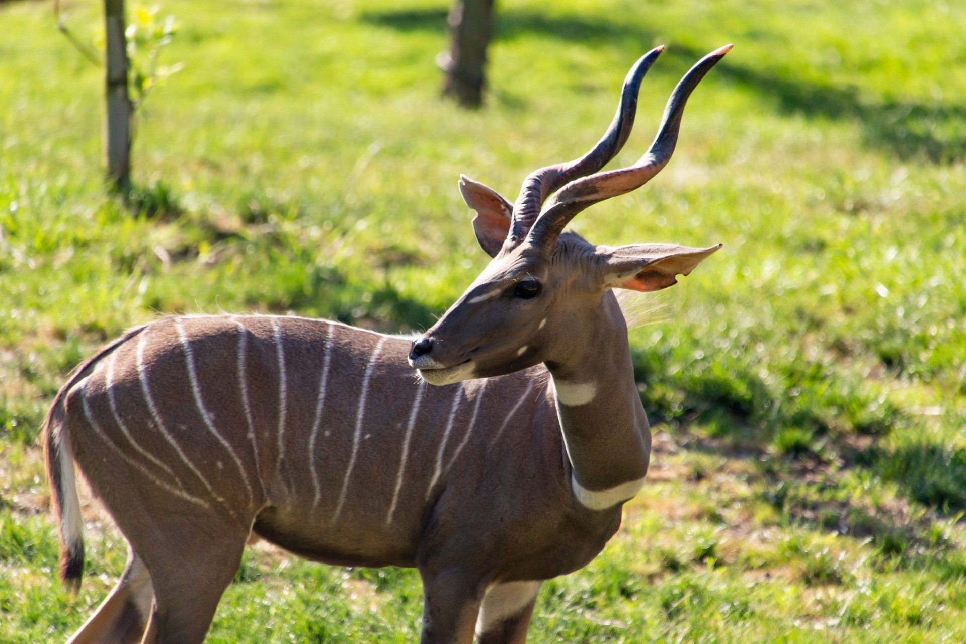 Lesser Kudu in Uganda (Tragelaphus imberbis)