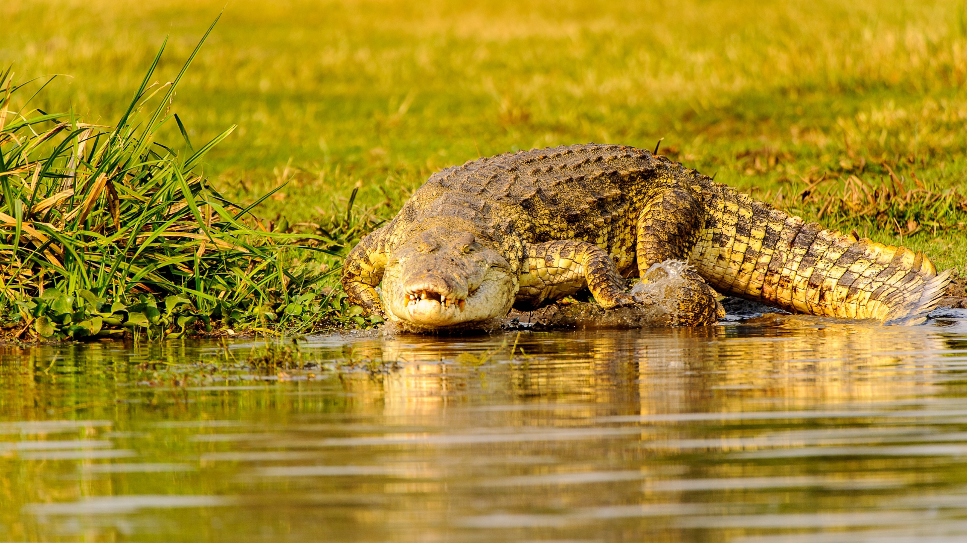 Nile Crocodile in Uganda