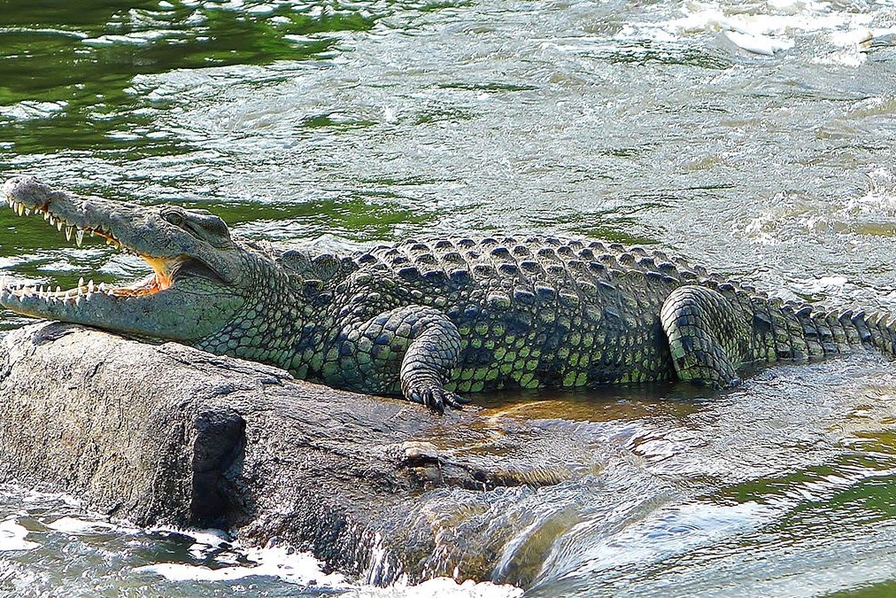 Nile Crocodiles in Africa - Arcadia Safaris