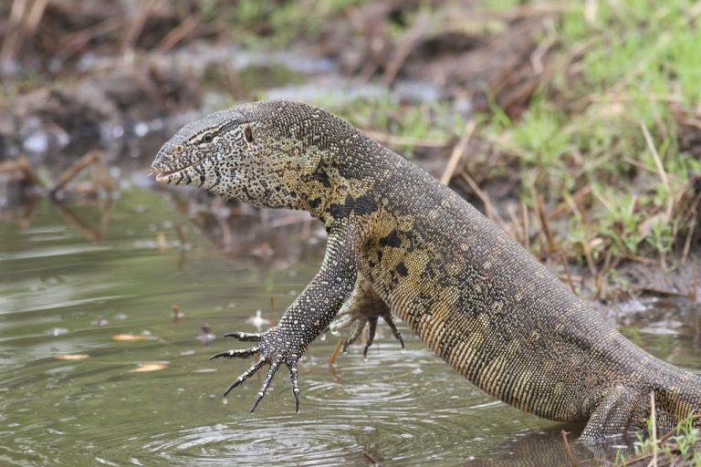 Nile Monitor Lizard in Uganda (Varanus niloticus) - Arcadia Safaris