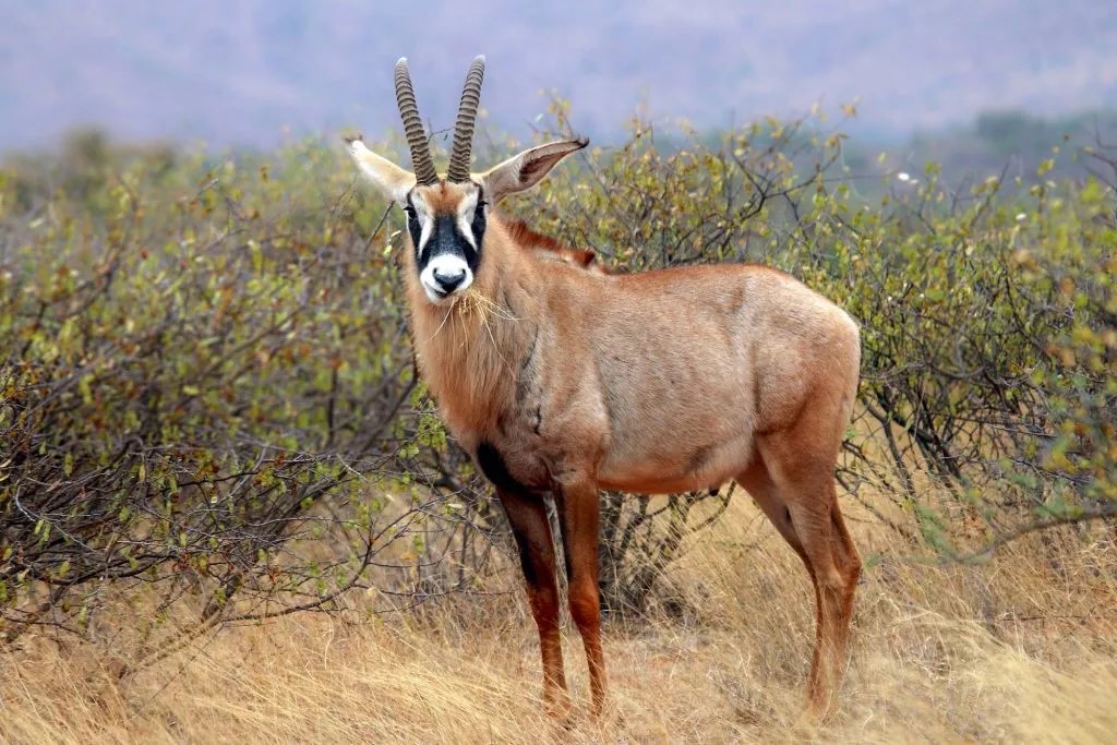 Roan Antelope (Hippotragus equinus) in Uganda