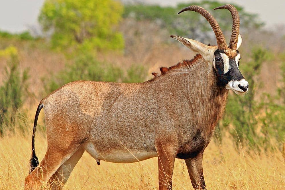Roan Antelope in Uganda (Hippotragus equinus)