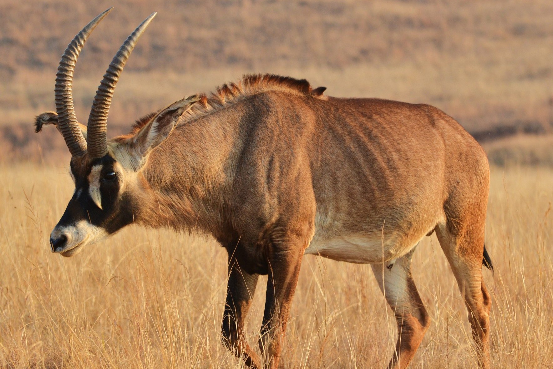 Roan Antelope in Uganda (Hippotragus equinus)