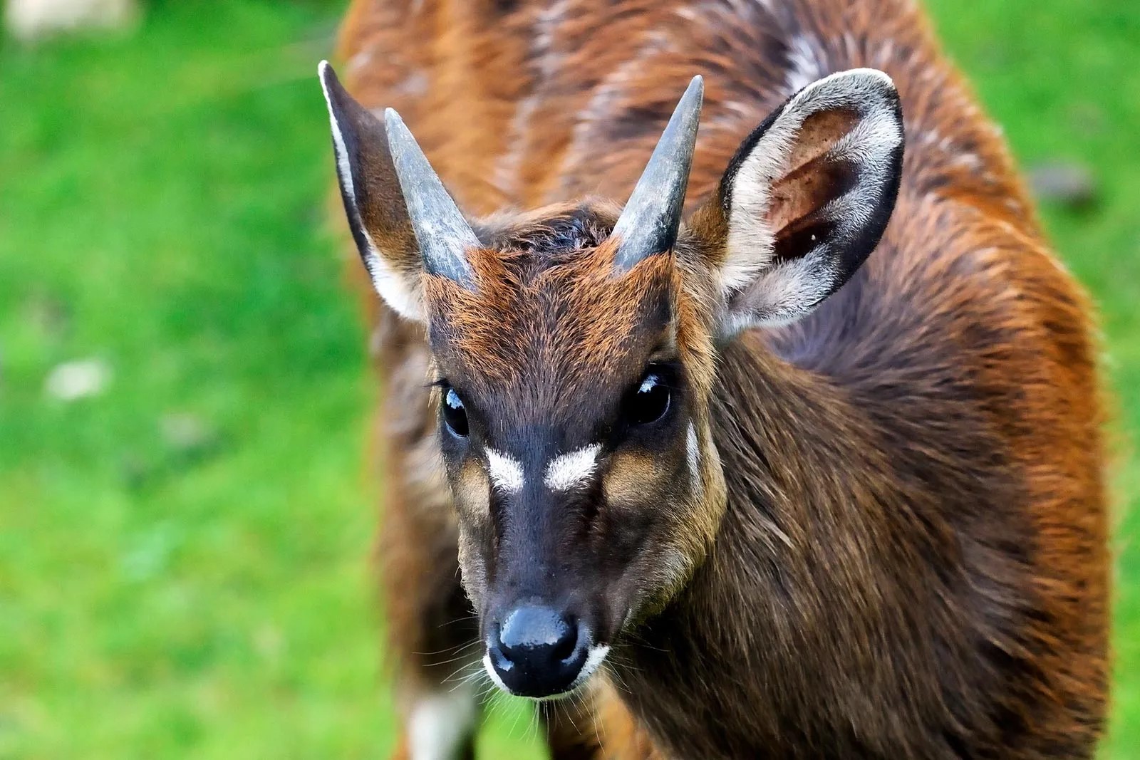 Sitatungas | Antelopes of Uganda - Arcadia Safaris