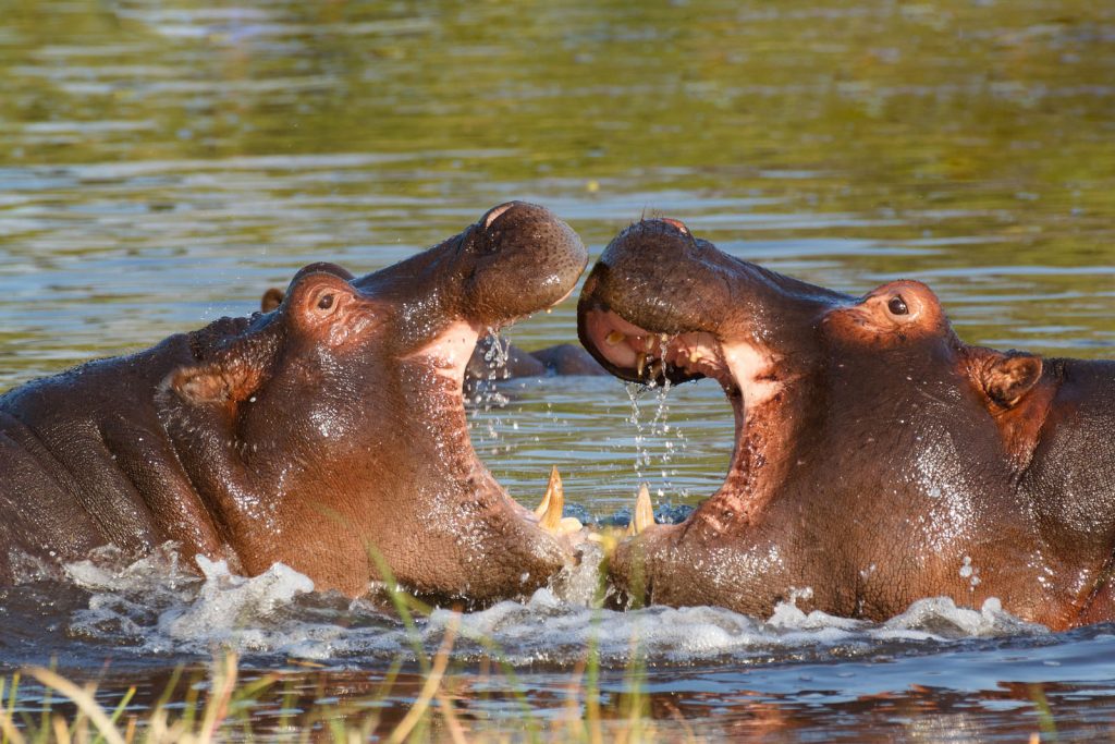 The African Hippos | Overview