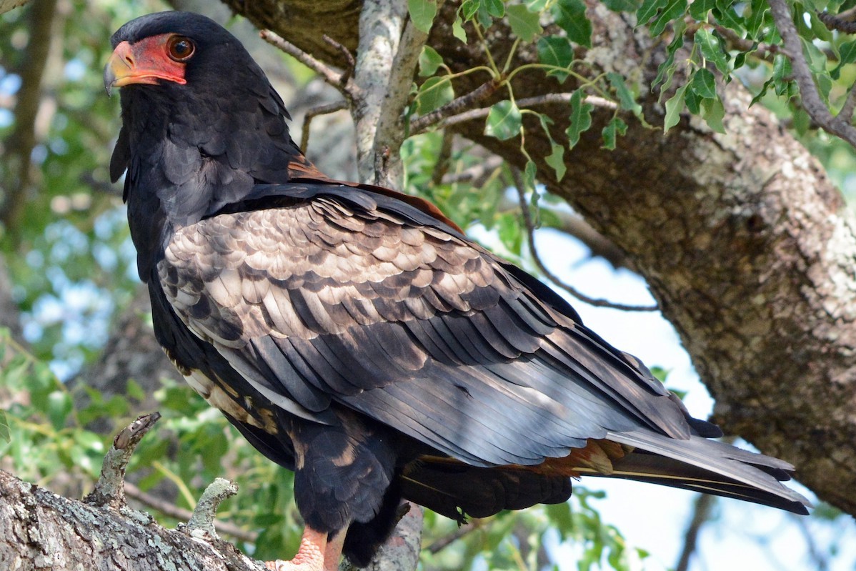 Bateleur Eagle in Uganda: (Terathopius ecaudatus)