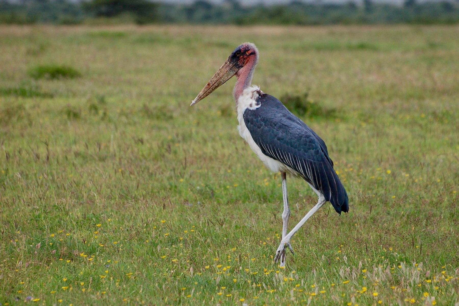 Marabou Stork in Uganda (Leptoptilos crumeniferus) - Arcadia Safaris