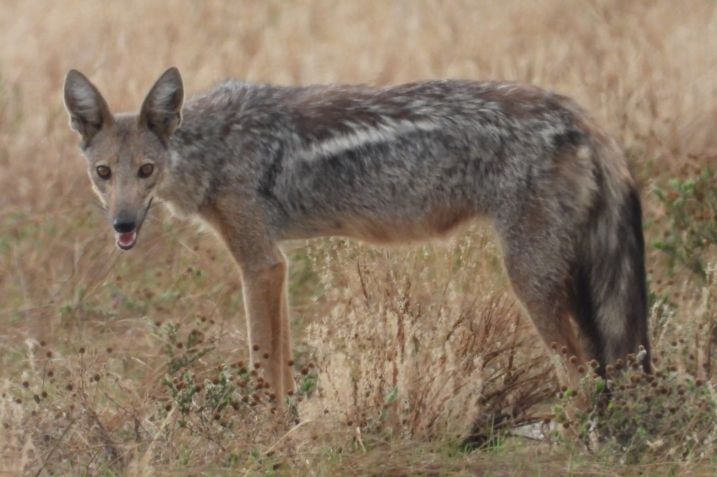 The Side-Striped Jackal (Canis adustus) in Uganda - Arcadi Safaris