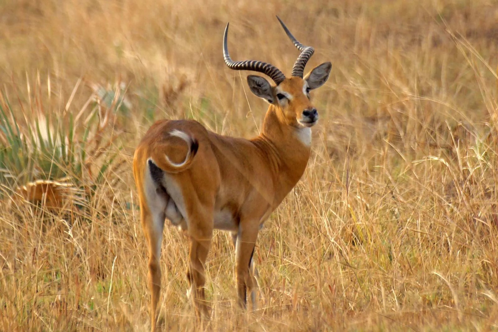 The Uganda Kob | Graceful Gazelles - Arcadia Safris