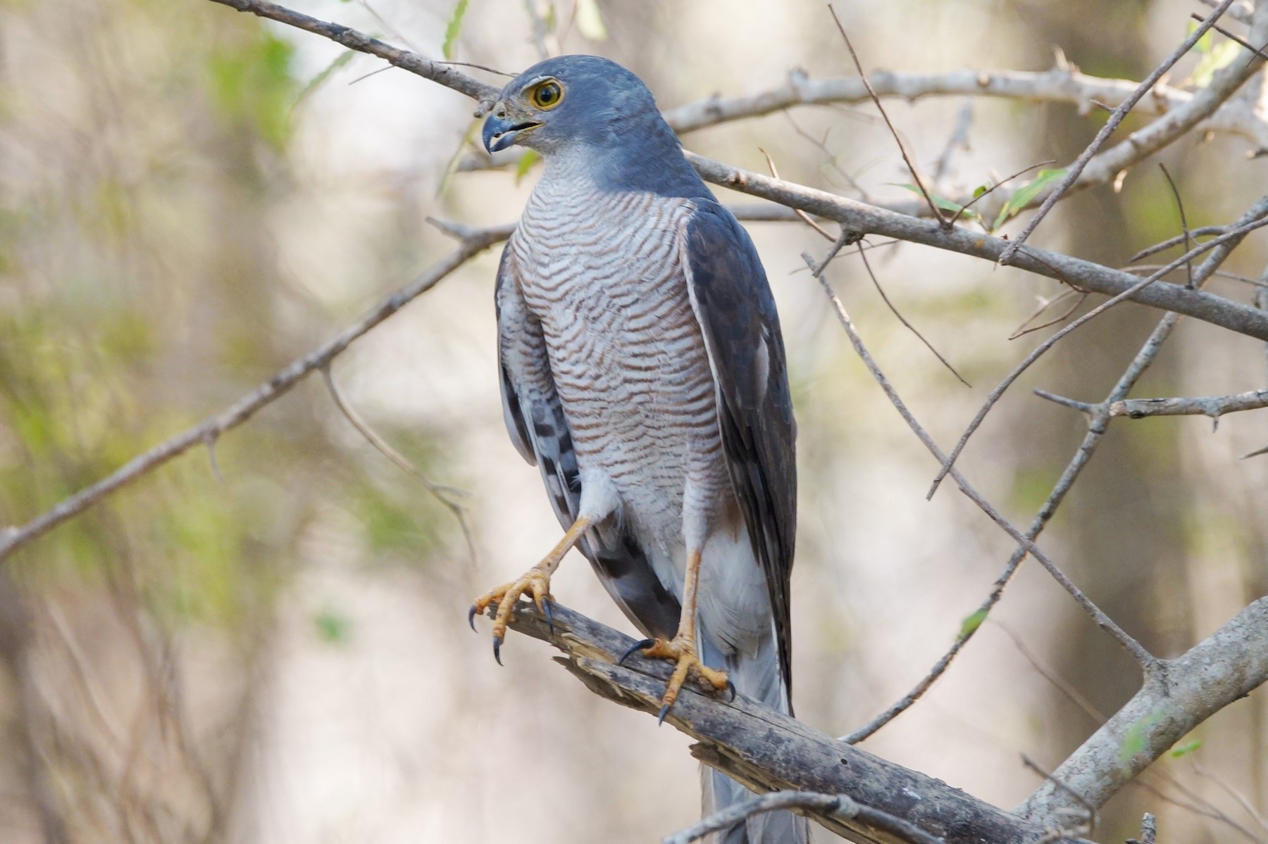 The African Goshawk (Accipiter tachiro) - Arcadia Safaris