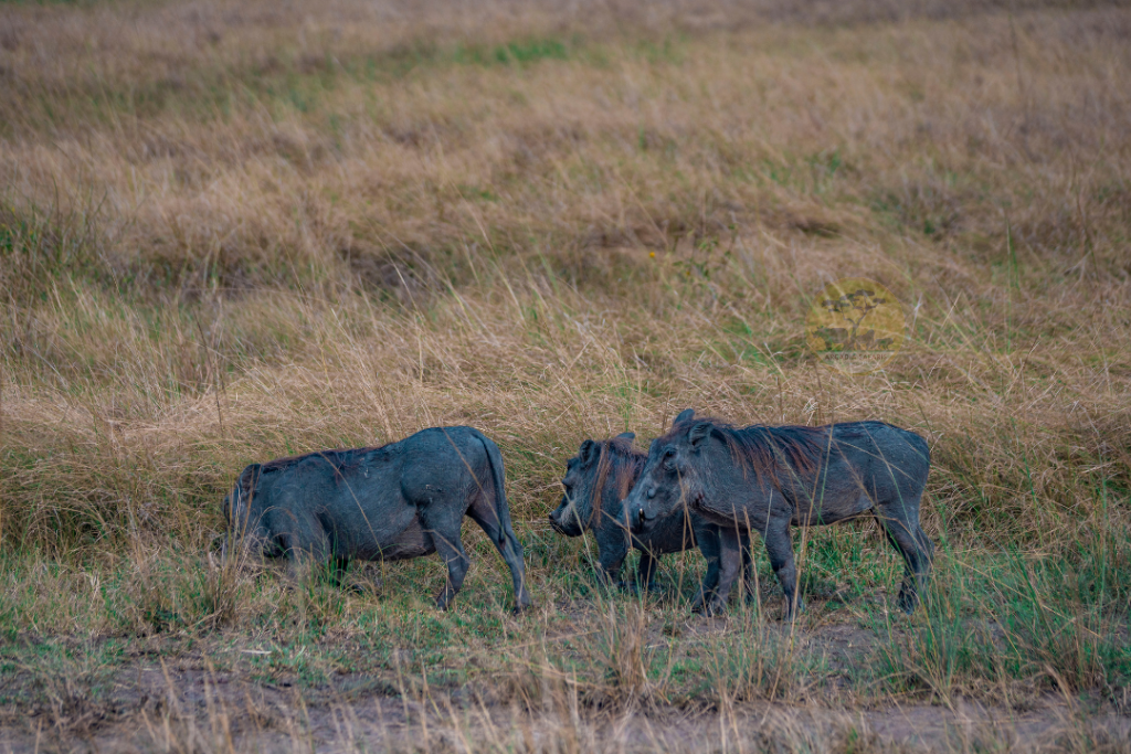 Warthog: Uganda's Wild Pigs