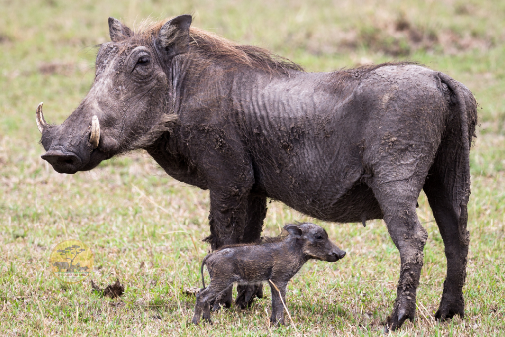 Warthogs: Uganda's Wild Pigs