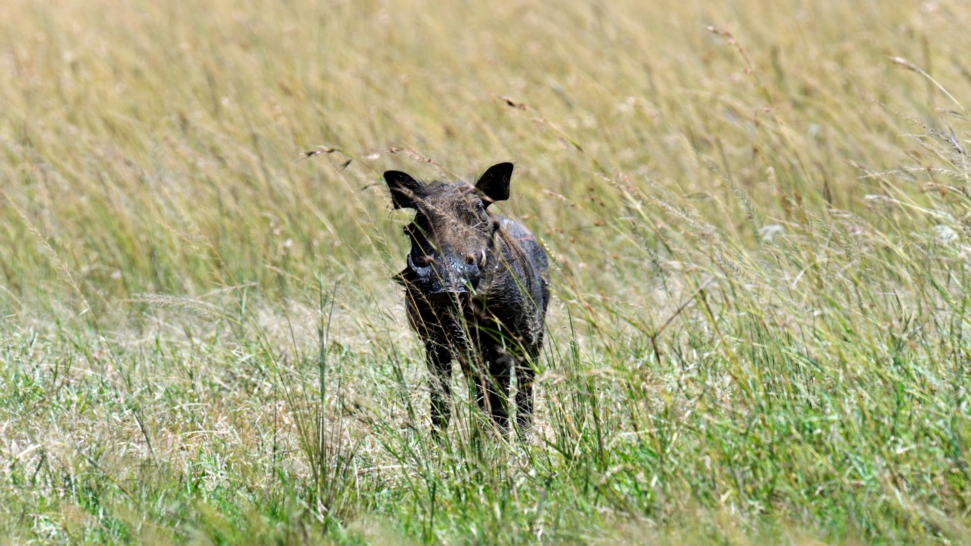 Warthogs of Uganda