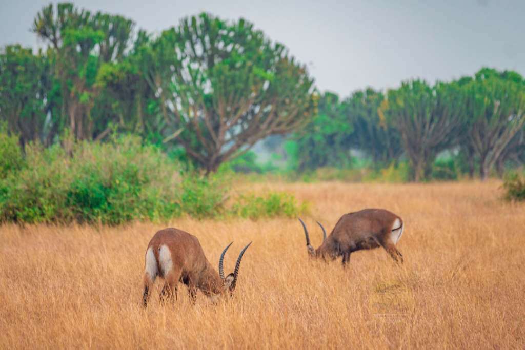 Waterbuck (Kobus ellipsiprymnus defassa) in Uganda