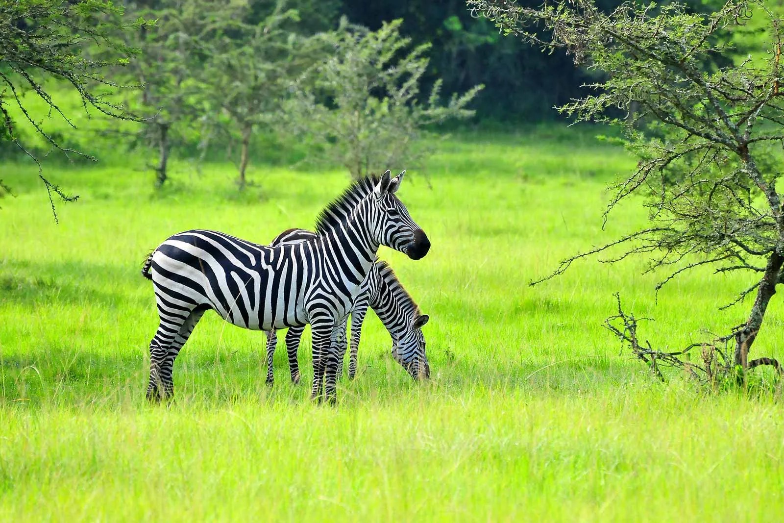 Zebras in Africa - Facts | Habitant
