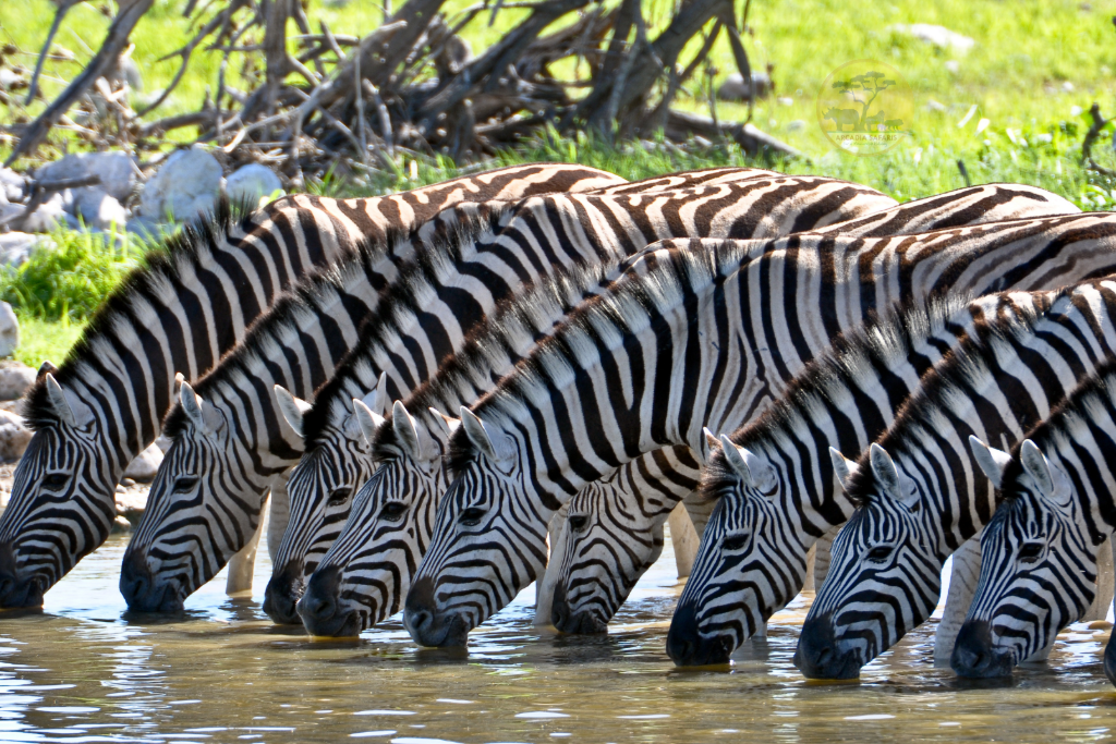 Zebras in Uganda: Facts | Habitat