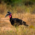 21-days-birding-uganda-and-gorilla-trekking-safari