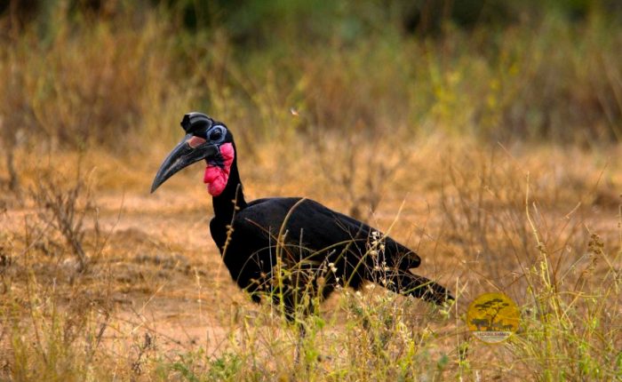 21-days-birding-uganda-and-gorilla-trekking-safari