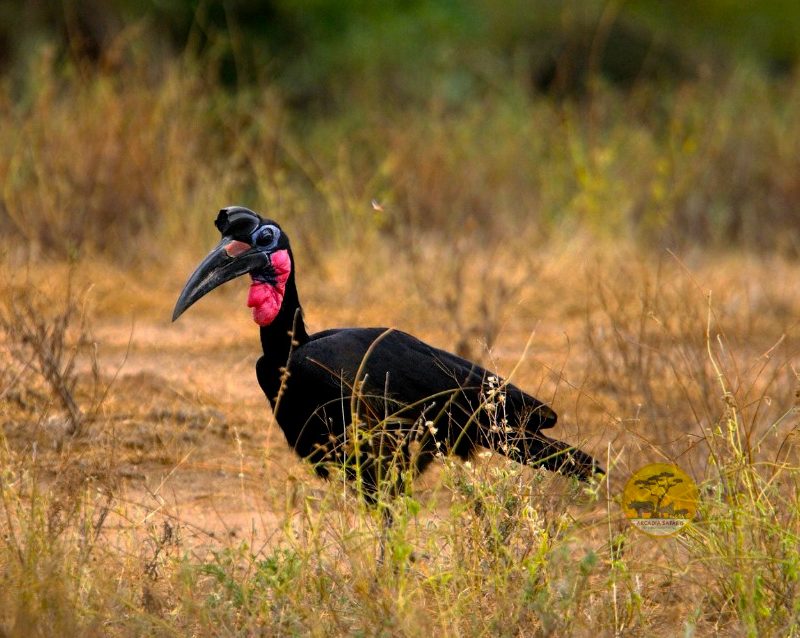 21-days-birding-uganda-and-gorilla-trekking-safari