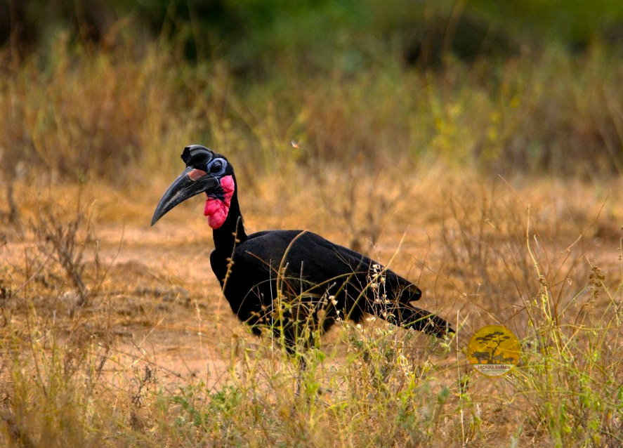 21-days-birding-uganda-and-gorilla-trekking-safari