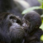 3-day-gorillas-and-lake-bunyonyi-safari