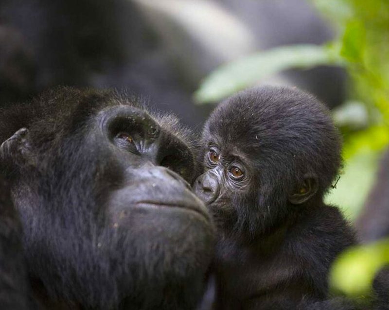 3-day-gorillas-and-lake-bunyonyi-safari