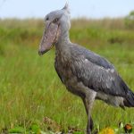 3 Day Mabamba Shoebill Birding Safari