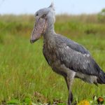 3-day-mabamba-shoebill-and-botanical-gardens-safari