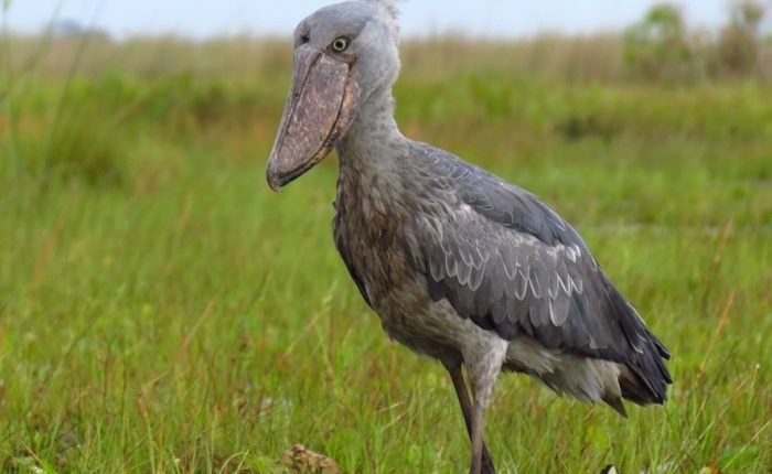 3 Day Mabamba Shoebill Birding Safari