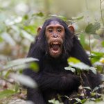 4-day-kibale-forest-chimpanzee-tracking