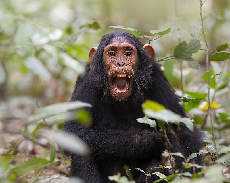 4-day-kibale-forest-chimpanzee-tracking