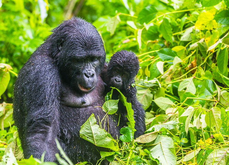 6-day-gorillas-and-lake-mburo-safari