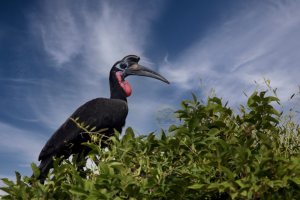 Entebbe Botanical Gardens | Uganda Birding Tours - Abyssinian-ground-hornbill
