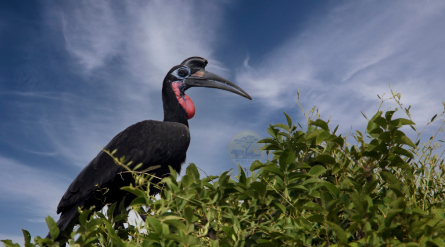 Entebbe Botanical Gardens | Uganda Birding Tours - Abyssinian-ground-hornbill
