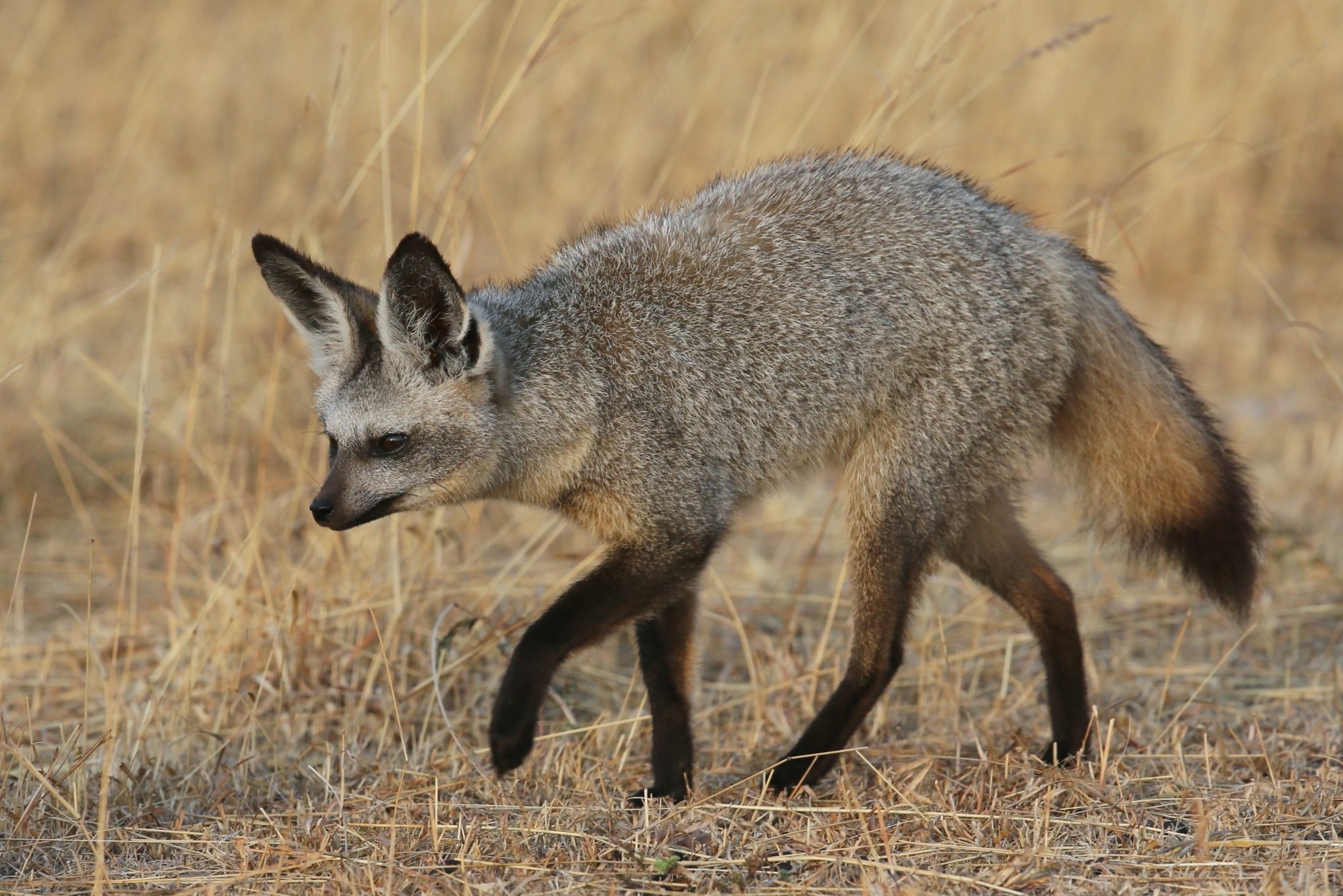 Bat-Eared Foxes in Uganda - Arcadia Safaris