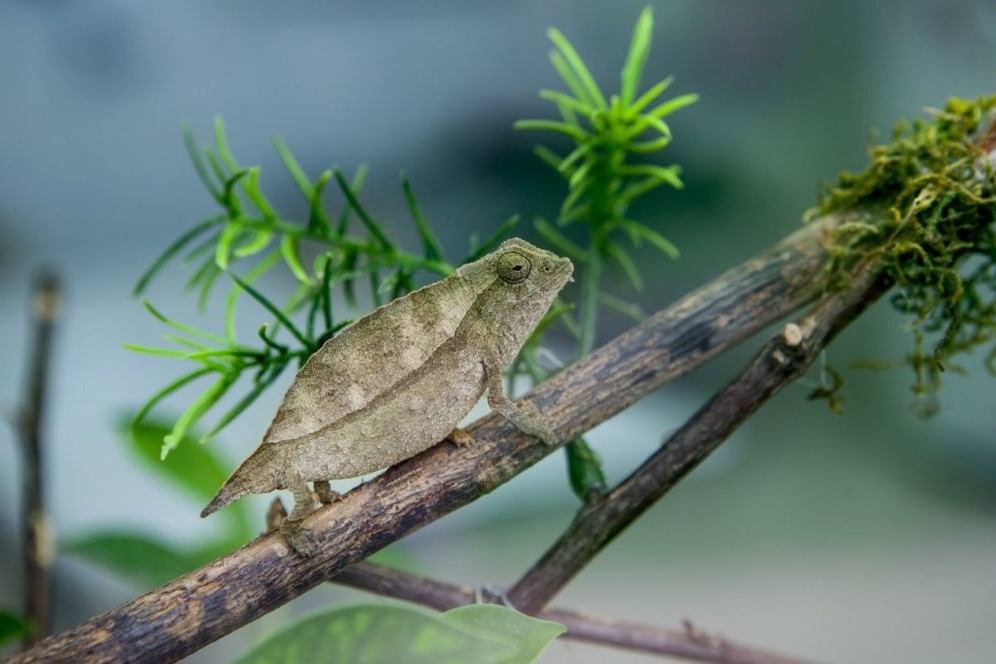 The Boulenger's Pygmy Chameleon - Arcadia Safaris