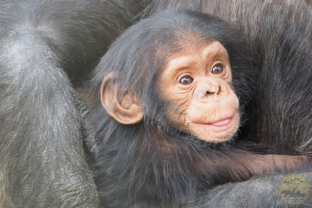 Ngamba Island Chimpanzee Sanctuary