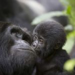 3 Day Gorillas and Lake Bunyonyi Safari - Arcadia Safaris
