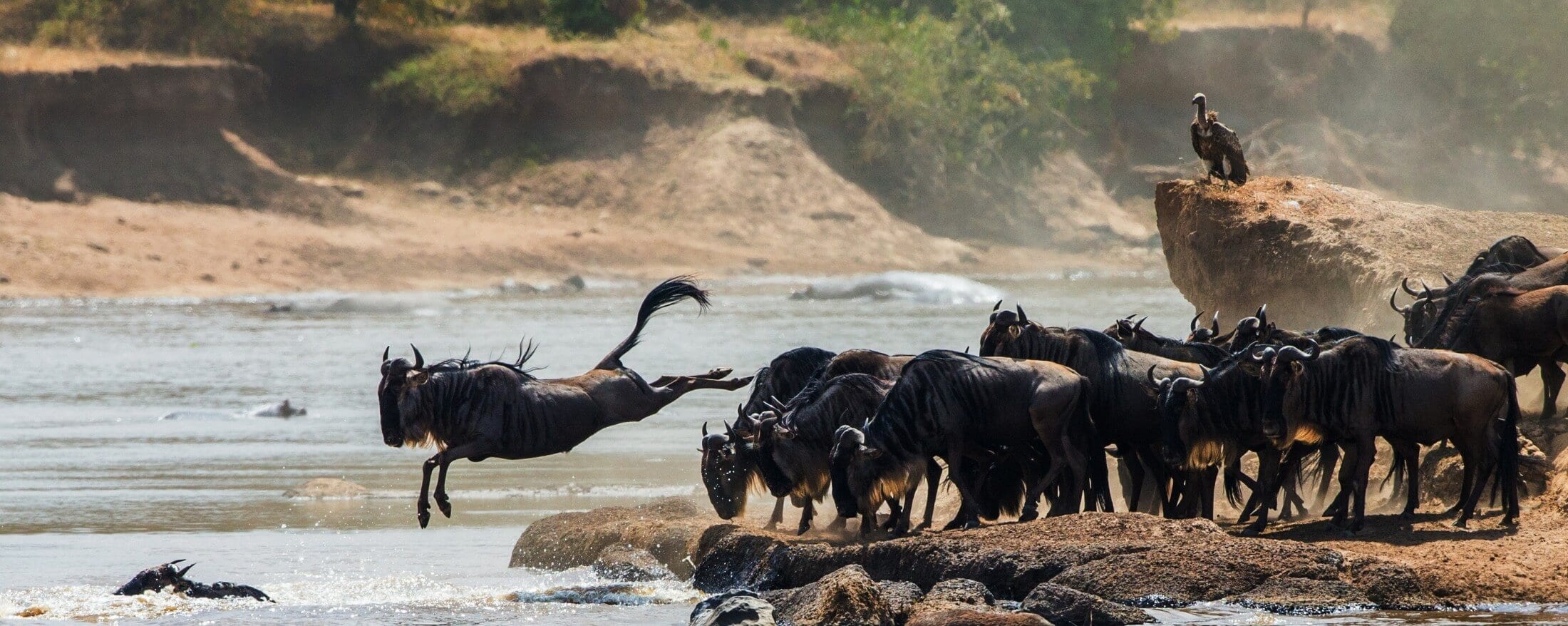 Great Wildebeest Migration