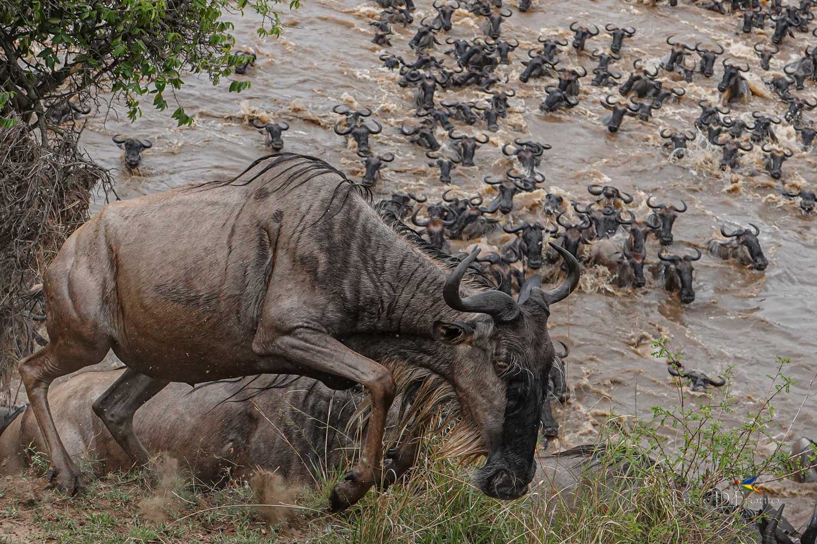 Great Wildebeest Migration at Mara River
