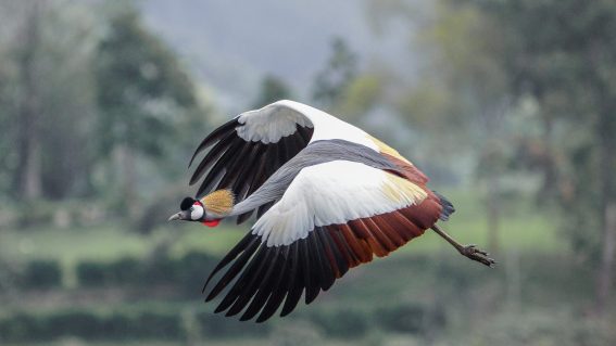 21 Days Birding Uganda and Gorilla Trekking Safari - Arcadia Safaris