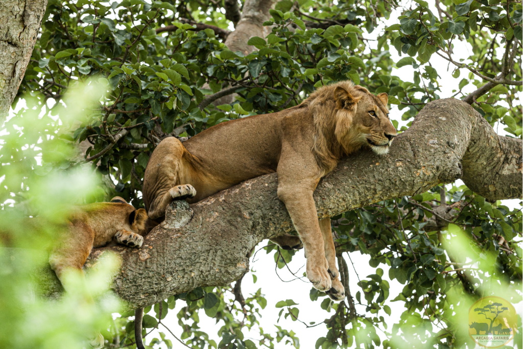 Tree Climbing Lions in Uganda
