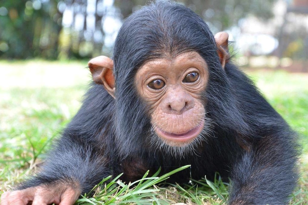 Ngamba Island Chimpanzee Sanctuary - Arcadia Safaris