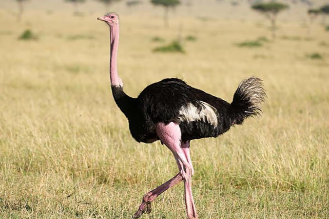 Ostriches in Uganda - Struthio camelus