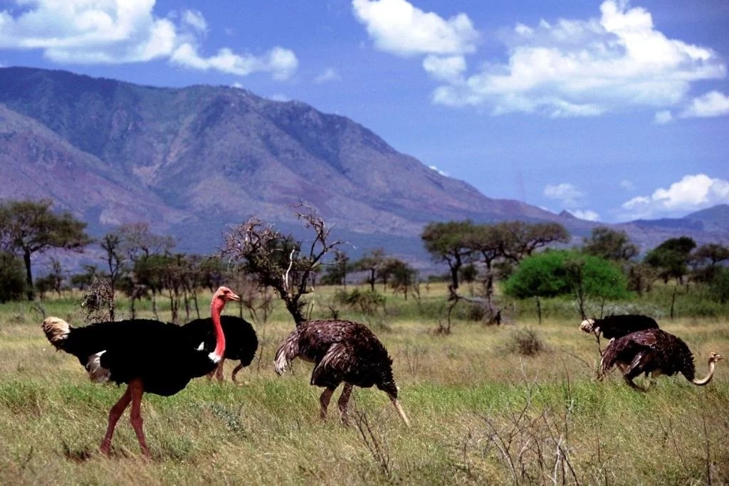 Ostriches in Uganda - Struthio camelus